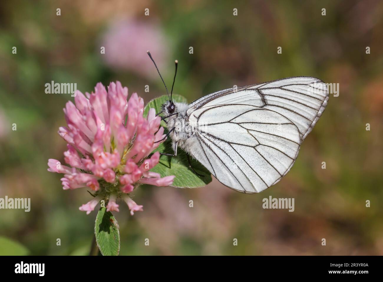 Aporia crataegi, known as  Black-veined white, Black-veined white butterfly Stock Photo