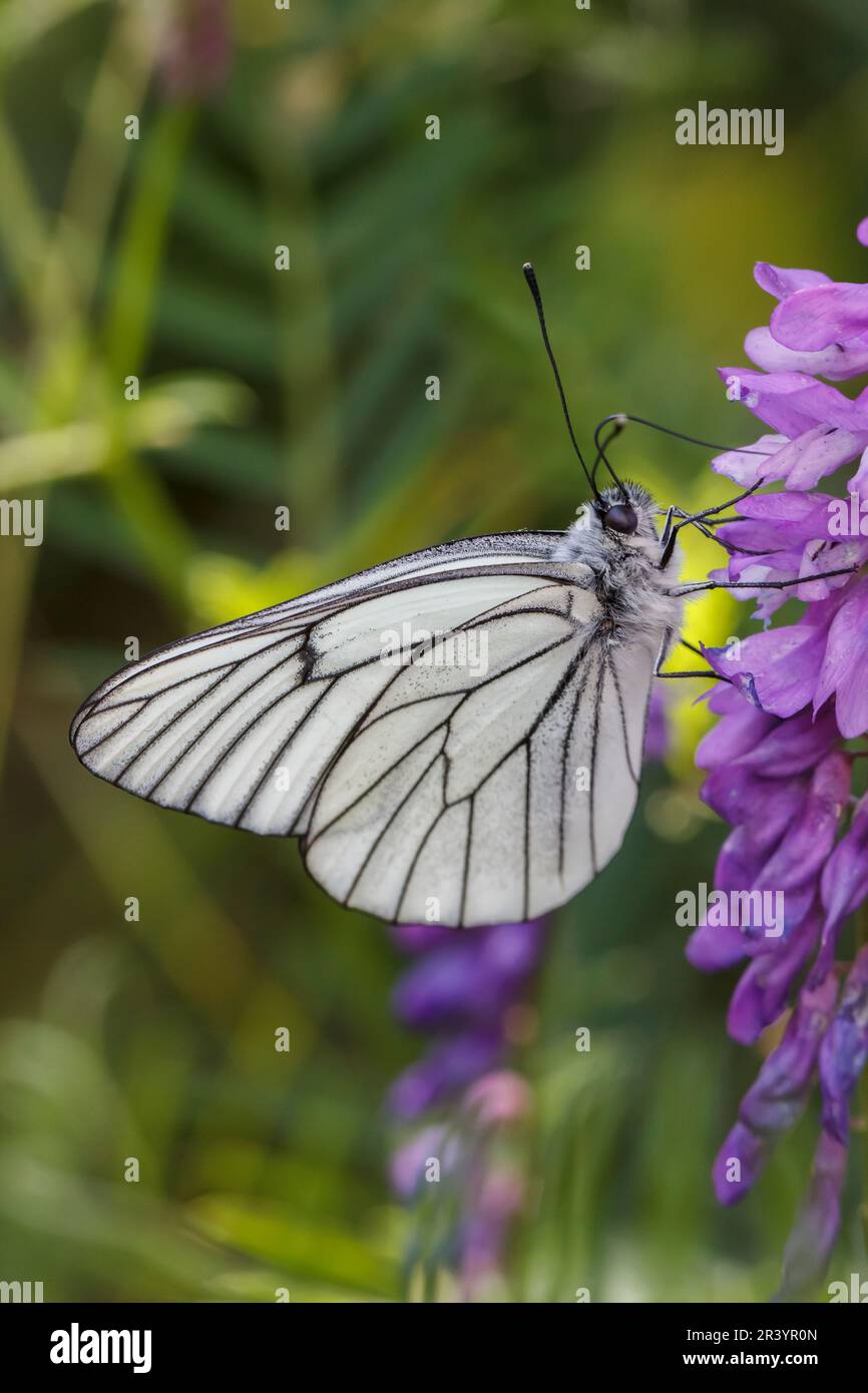 Aporia Crataegi Known As Black veined White Black veined White aporia-crataegi-known-as-black-veined-white-black-veined-white