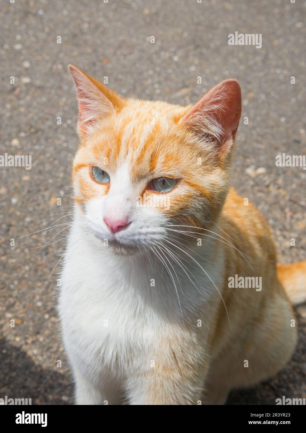 Tabby and white cat. Close view Stock Photo Alamy