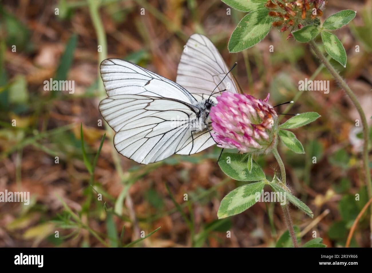 Aporia Crataegi Known As Black veined White Black veined White aporia-crataegi-known-as-black-veined-white-black-veined-white