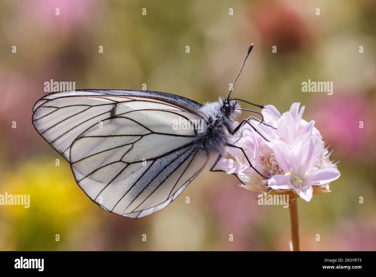 Aporia Crataegi Known As Black veined White Black veined White aporia-crataegi-known-as-black-veined-white-black-veined-white