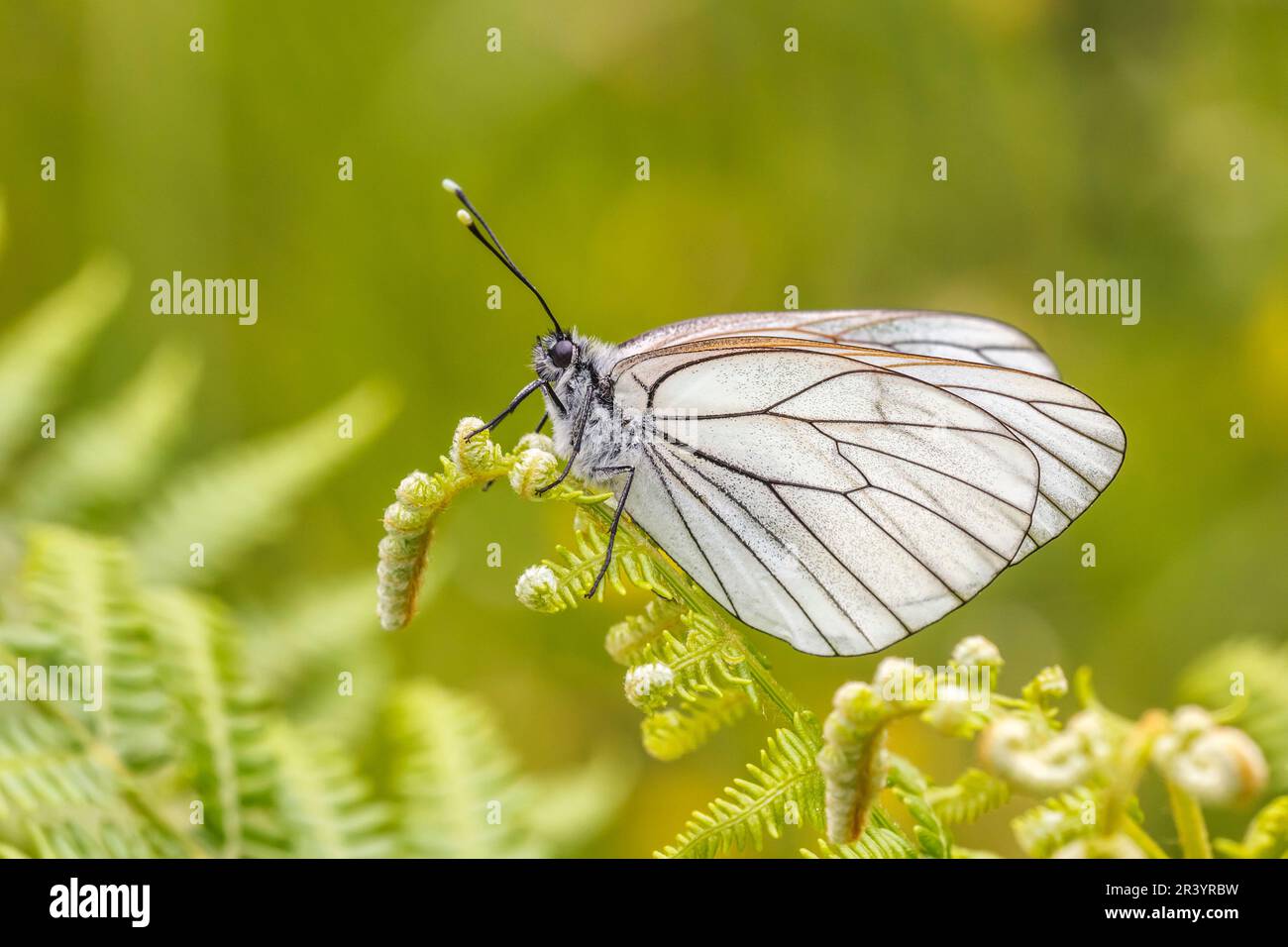 Aporia Crataegi Known As Black veined White Black veined White aporia-crataegi-known-as-black-veined-white-black-veined-white