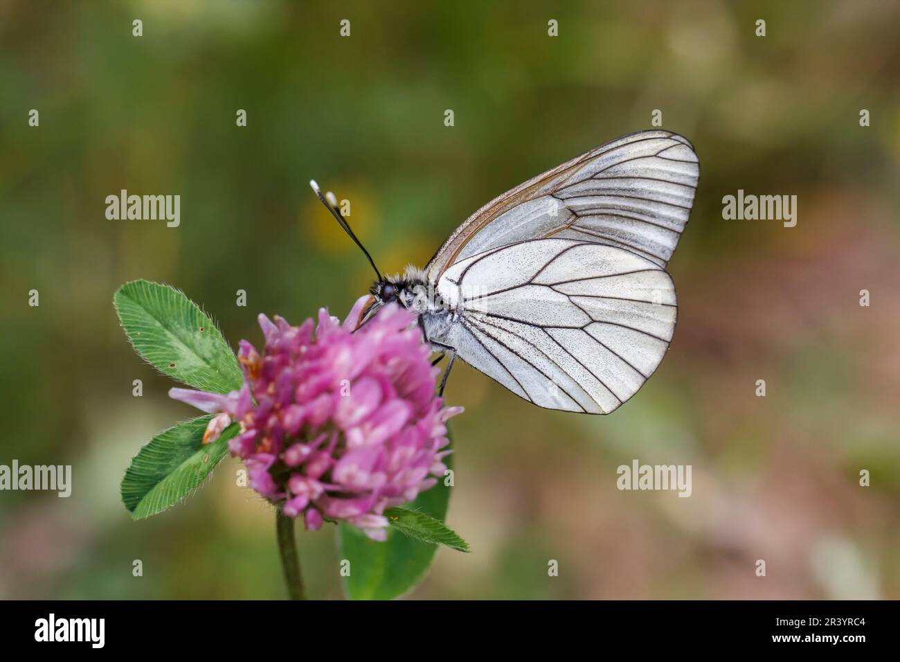 Aporia Crataegi Known As The Black veined White Black veined White aporia-crataegi-known-as-the-black-veined-white-black-veined-white
