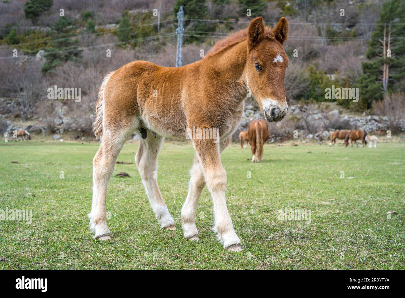 Small horse in the catalan Pyrenes Stock Photo