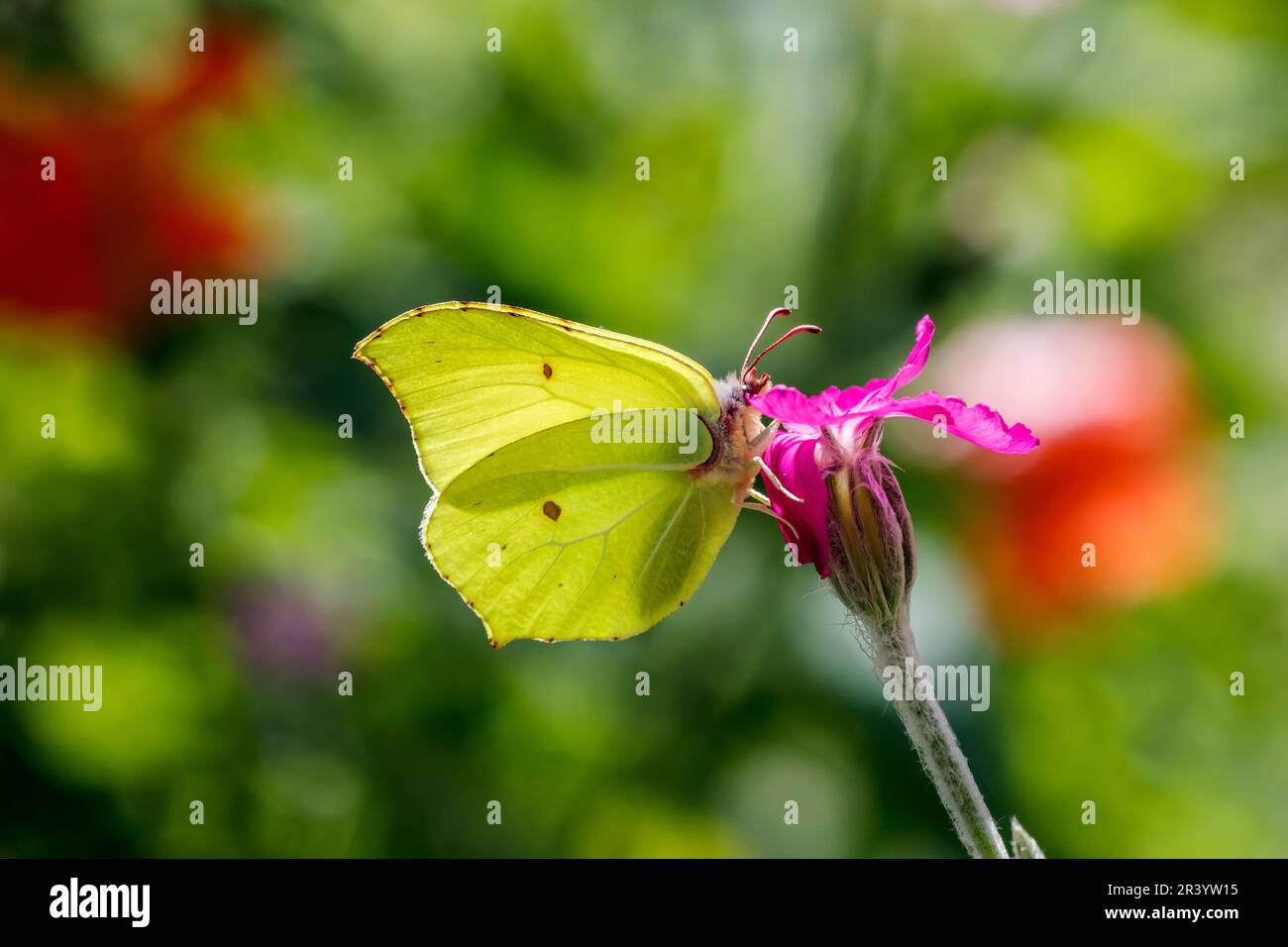 Gonepteryx rhamni, male butterfly, known as Brimstone, Common brimstone, Brimstone butterfly Stock Photo