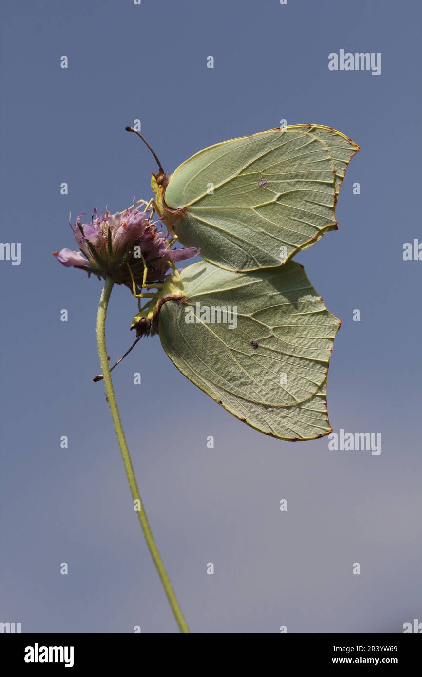 Gonepteryx cleopatra, Kleopatrafalter, Mittelmeer-Zitronenfalter ...
