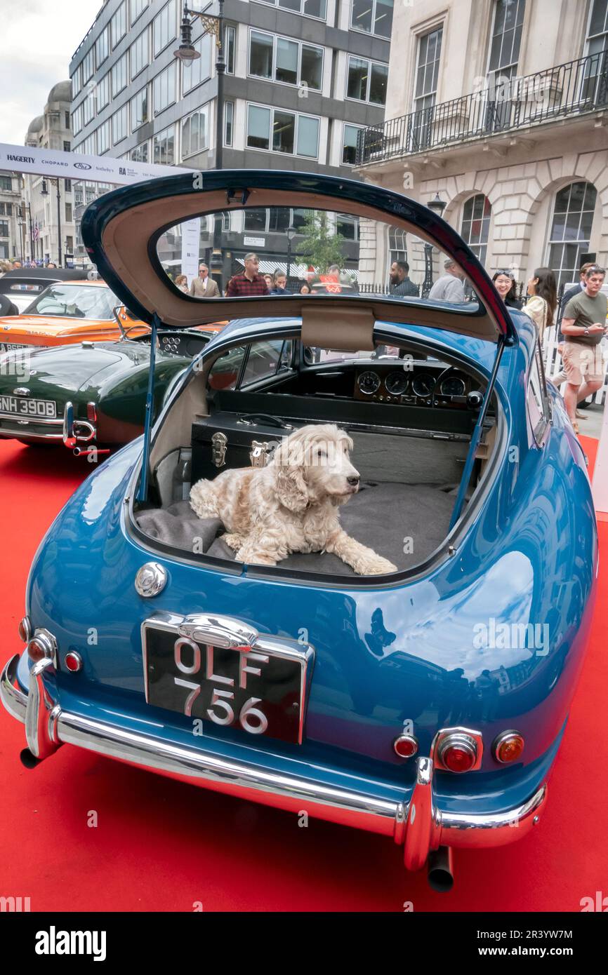 1953 Aston Martin DB2/4 with dog at the Concours on Savile Row 2023. Classic car concours on the famous street for Tailoring in London UK Stock Photo