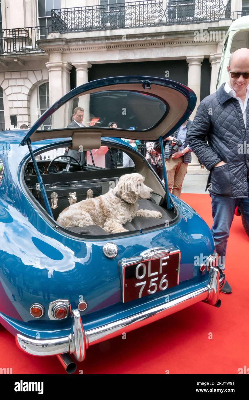 1953 Aston Martin DB2/4 with dog at the Concours on Savile Row 2023. Classic car concours on the famous street for Tailoring in London UK Stock Photo