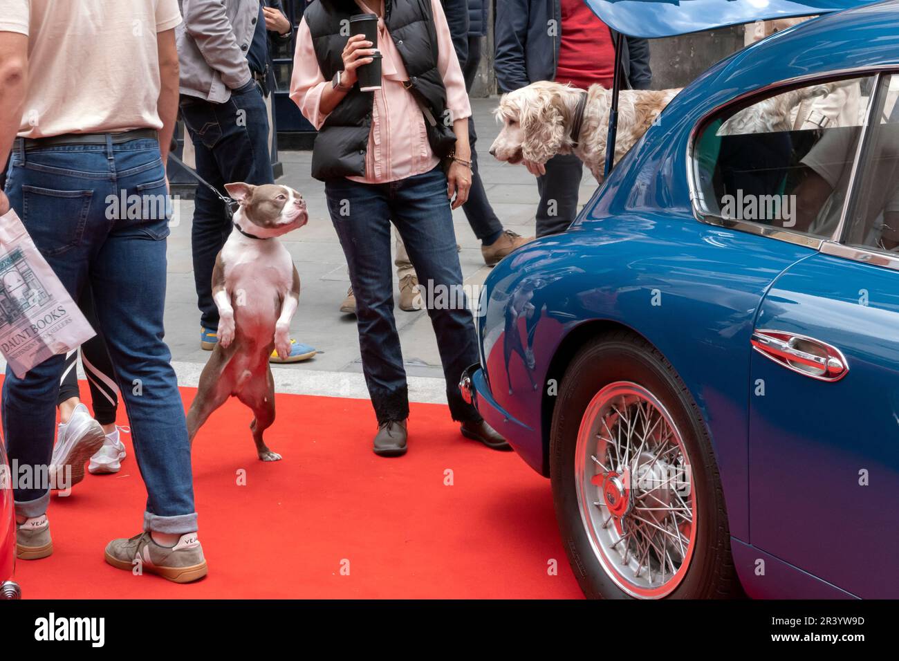 1953 Aston Martin DB2/4 with dog at the Concours on Savile Row 2023. Classic car concours on the famous street for Tailoring in London UK Stock Photo