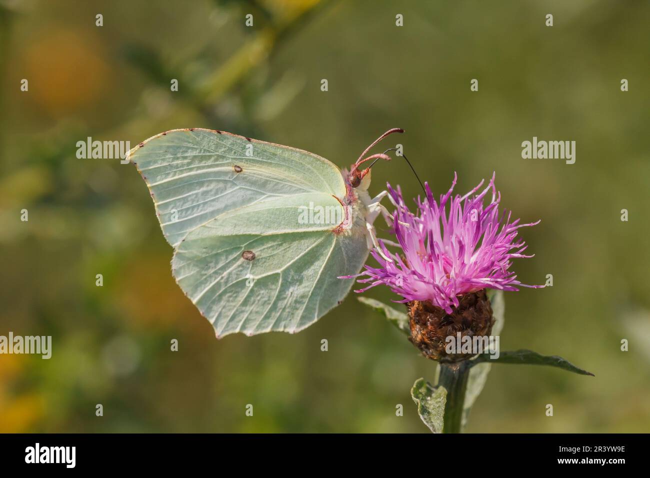 Gonepteryx rhamni, female butterfly, known as Brimstone, Common brimstone, Brimstone butterfly Stock Photo