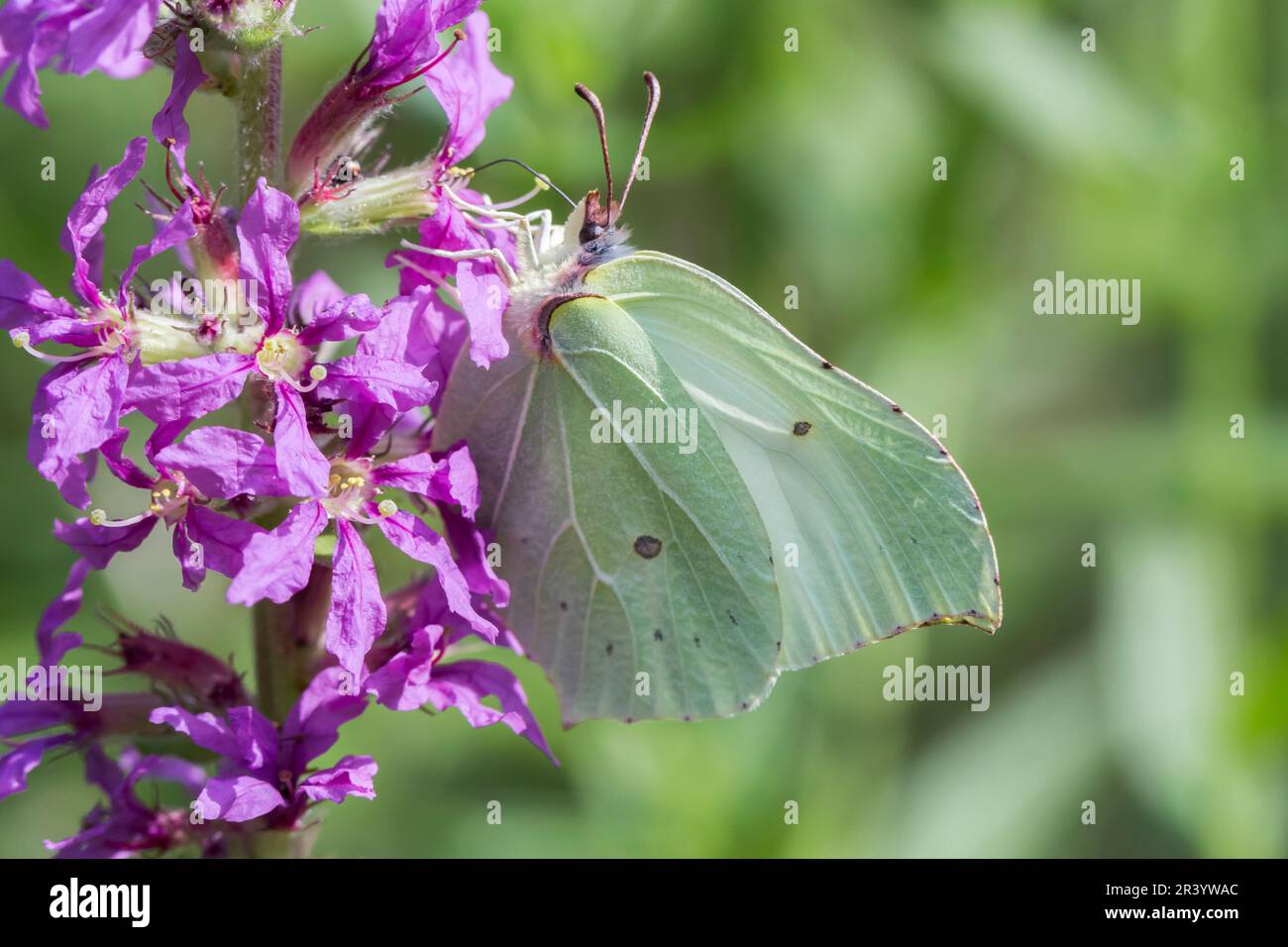 Gonepteryx rhamni, female butterfly, known as Brimstone, Common brimstone, Brimstone butterfly Stock Photo
