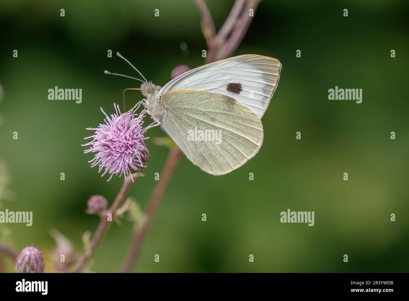 Pieris brassicae, known as Large white, Cabbage butterfly, Cabbage