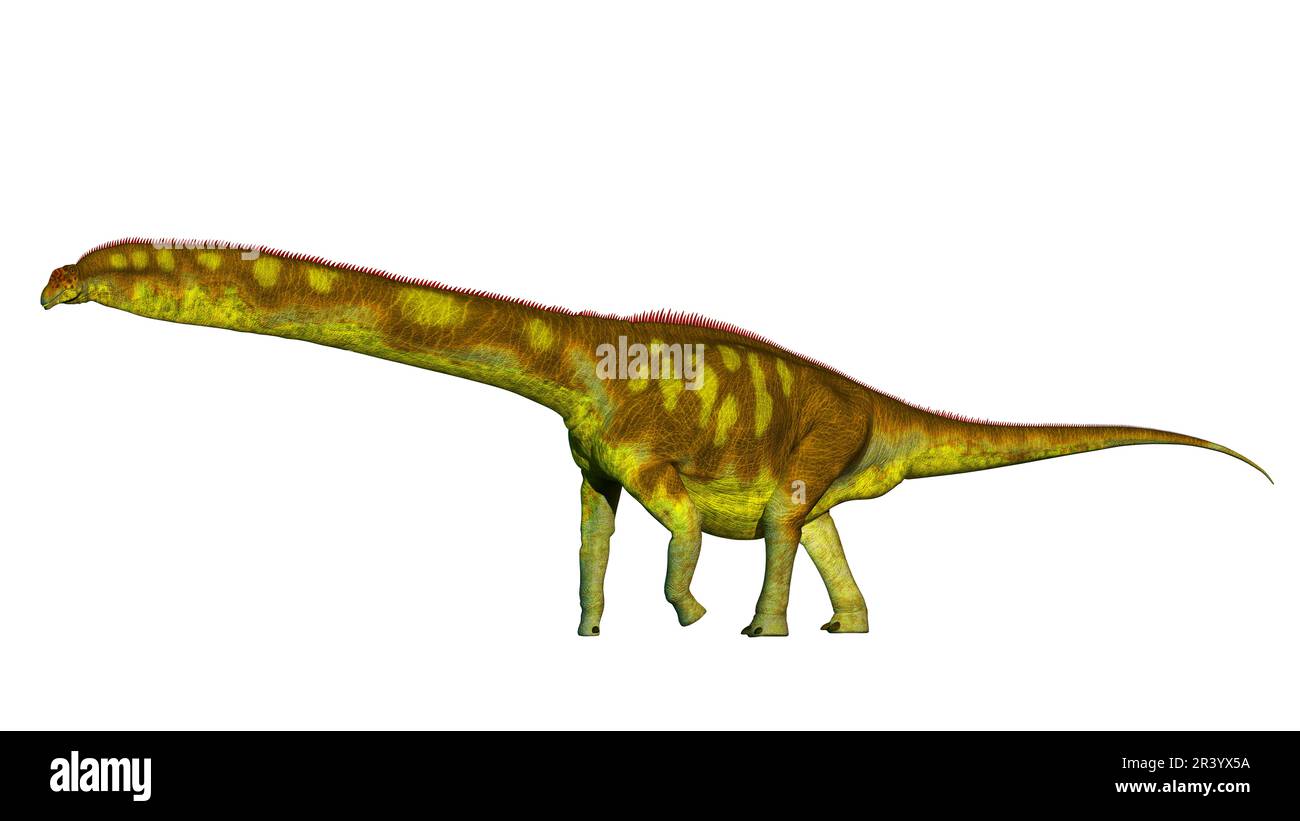 Dreadnoughtus shrani dinosaur, side view on white background. Stock Photo