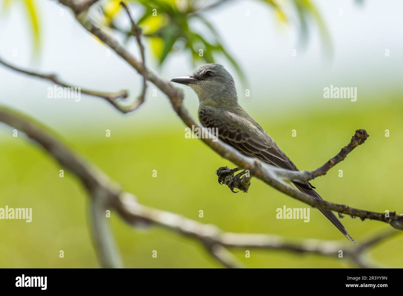 Tropical Kingbird - Tyrannus melancholicus, beautiful common perching bird from Central and Latin America woodlands and gardens, Gamboa, Panama. Stock Photo