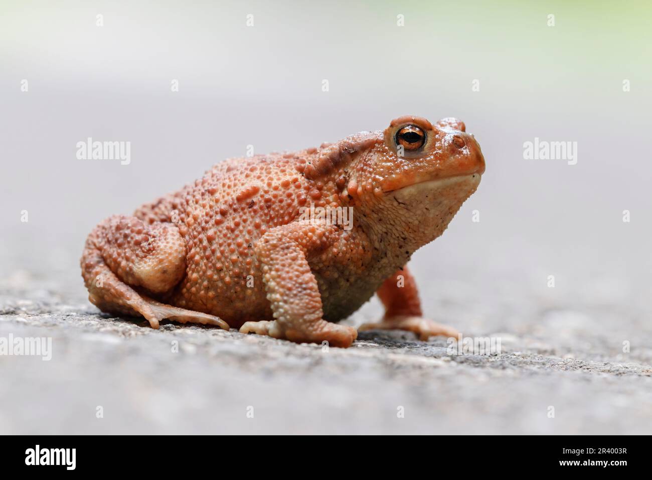 Bufo bufo, known as Common toad, European toad, endangered species from ...