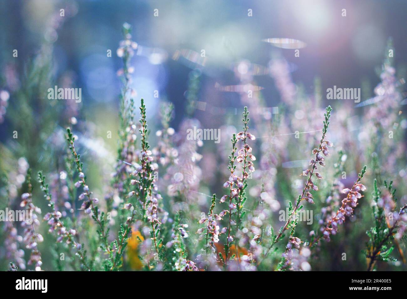 Floral autumn forest natural landscape with wild pink lilac flowers and highlights from cobwebs in sunlight and defocused bokeh outdoors in nature. Be Stock Photo