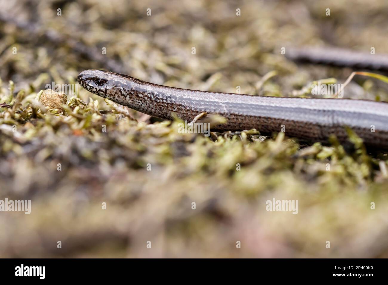 Anguis fragilis, known as Blindworm, Blind worm, Slowworm, Slow worm ...