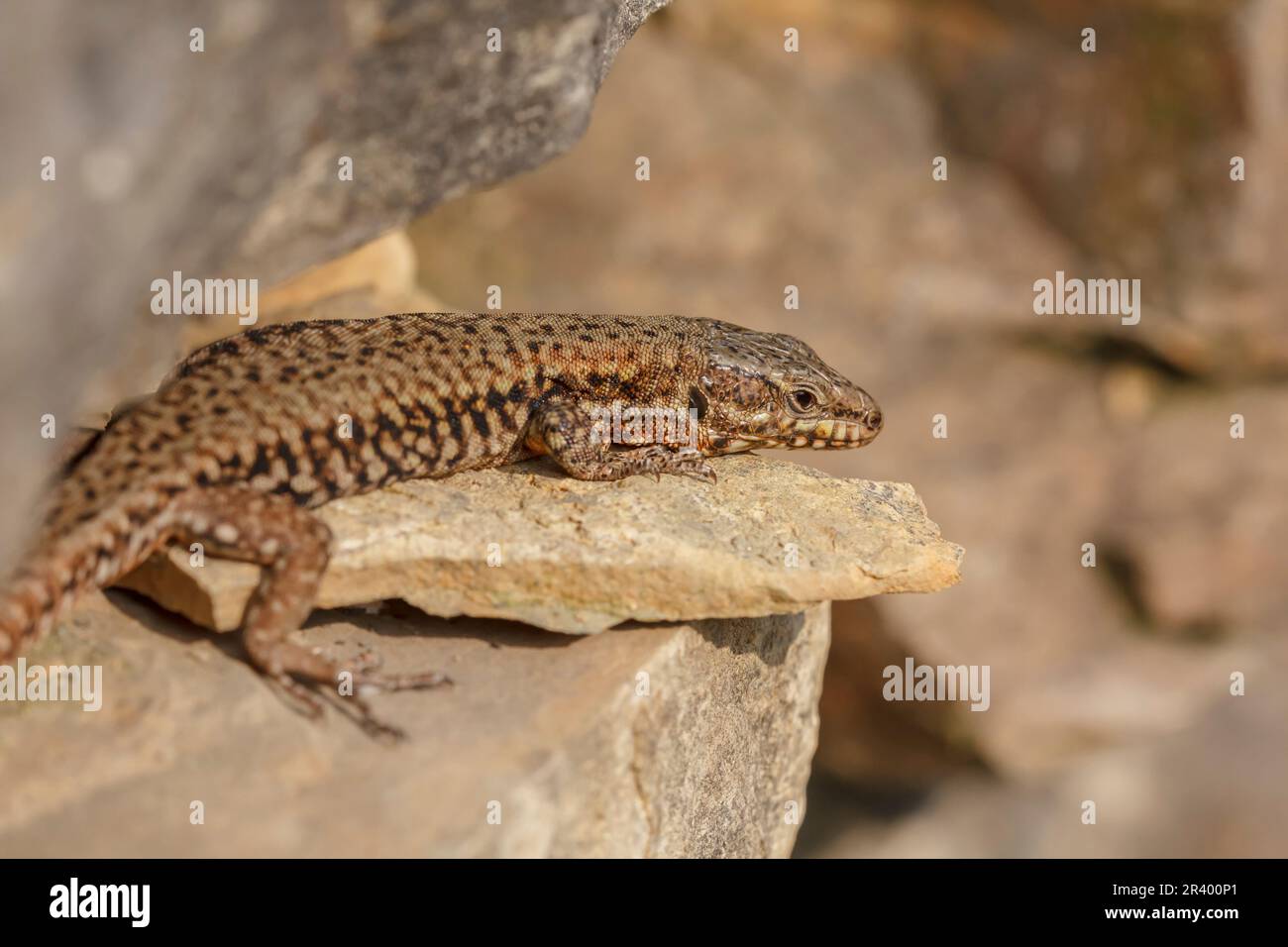 Podarcis muralis brongniardii, known as the Common wall lizard ...