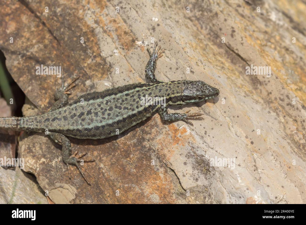 Podarcis muralis brongniardii, known as the Common wall lizard ...