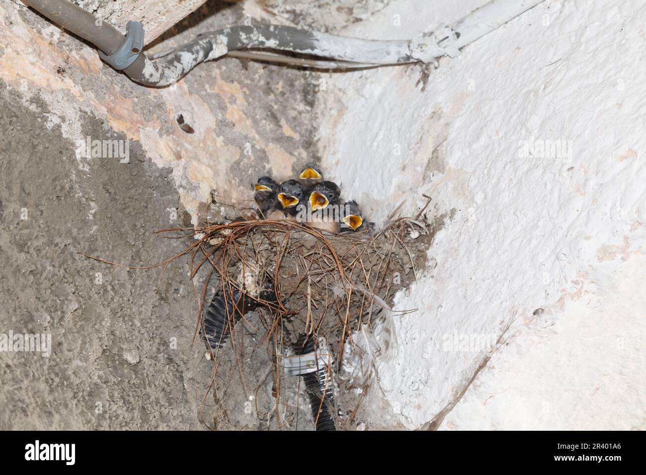 Schwalbennest mit Jungtieren in Italienb Swallow's nest with young birds in Italy Stock Photo