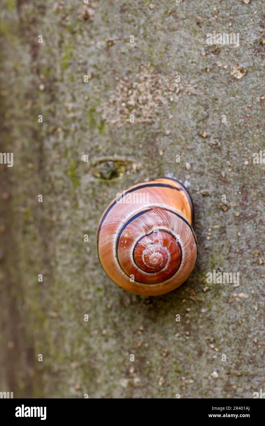 Nail shell at a tree in Germany Stock Photo - Alamy
