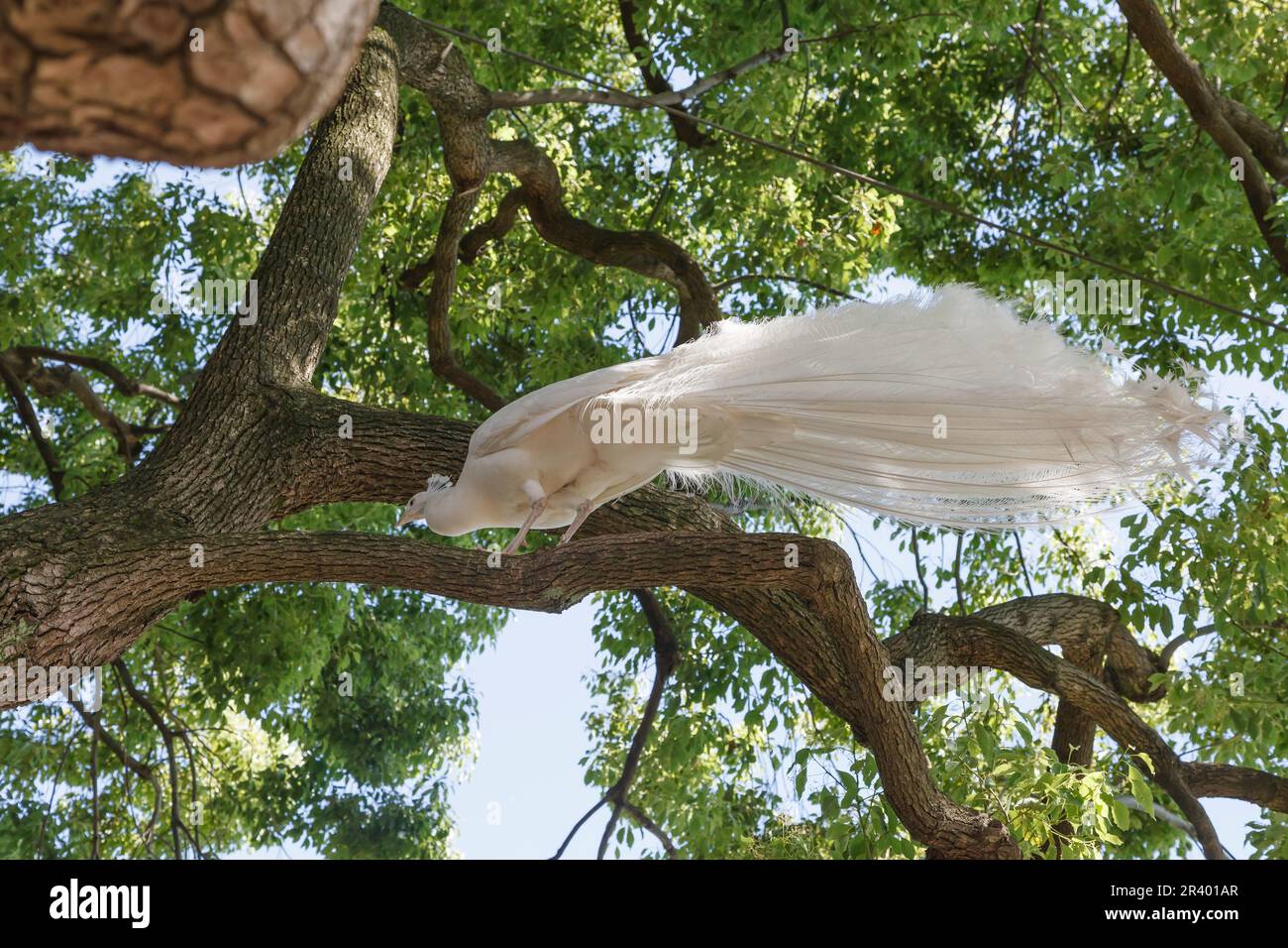 Pavo cristatus mut. alba, known as Indian peafowl, White peafowl, Peafowl, Common peafowl Stock Photo