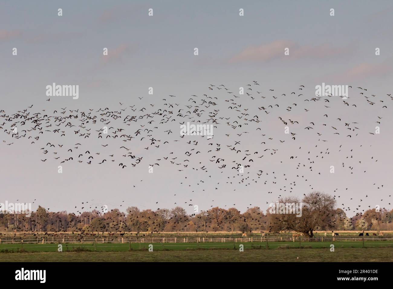 Northern lapwing, the peewit, (Vanellis vanellus), Flock of birds in autumn in Lower Saxony, Germany Stock Photo