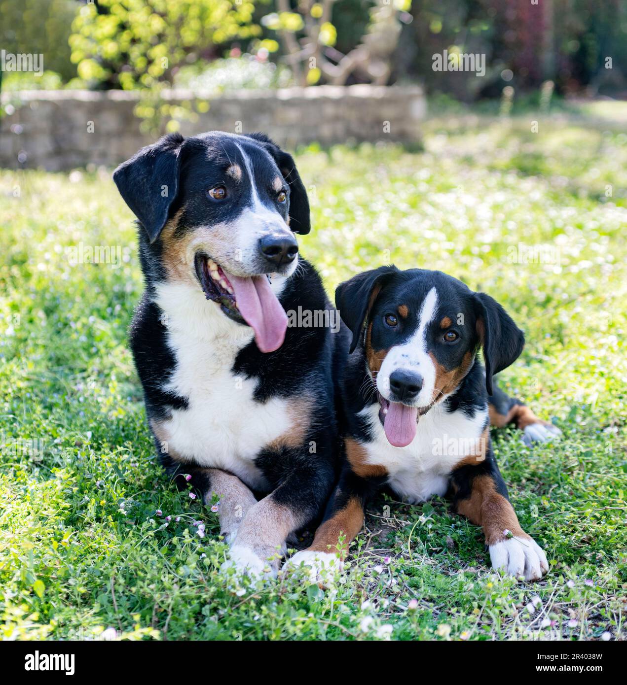 puppy and adult Appenzeller Sennenhund playing in a garden Stock Photo