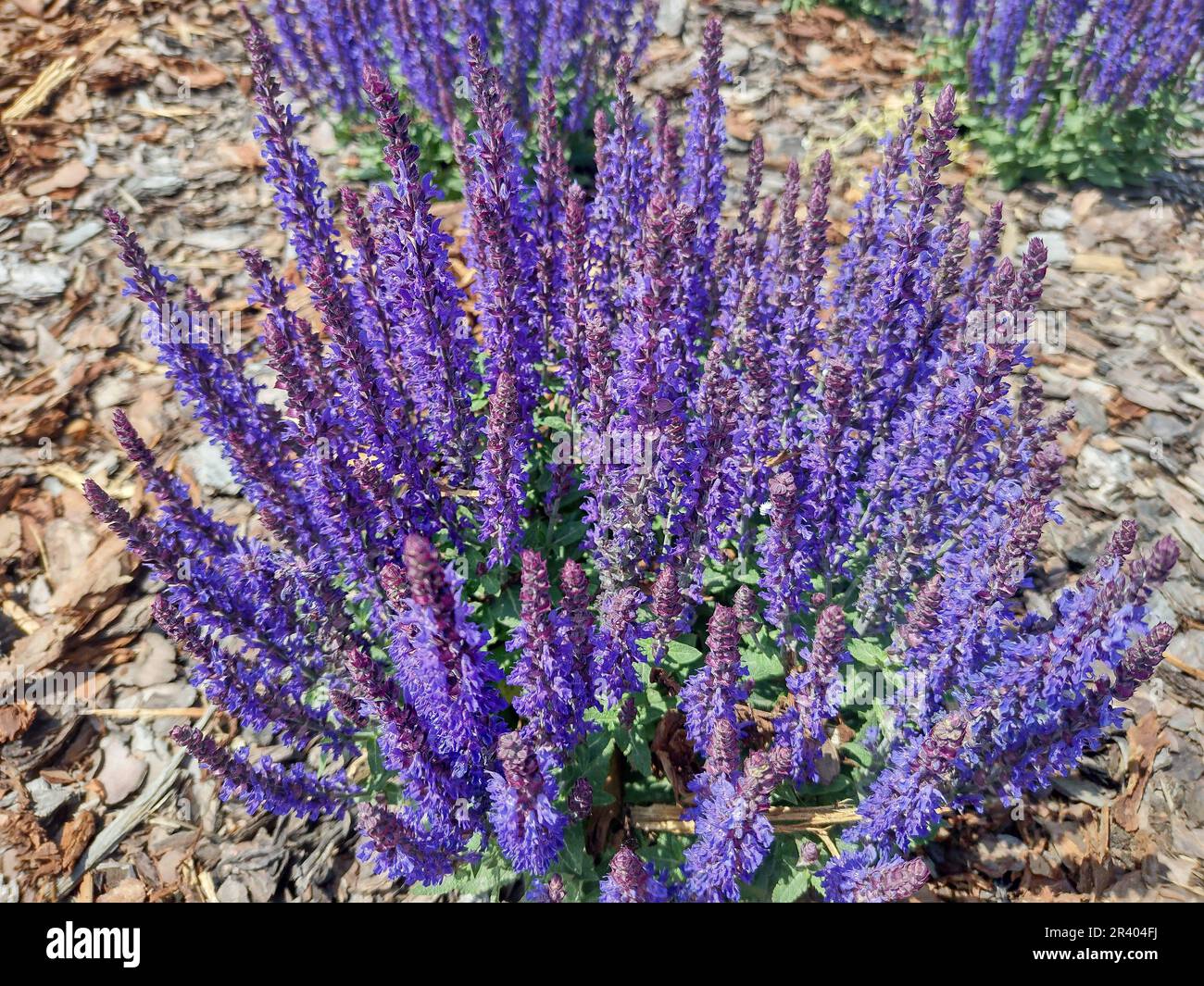 Flowering Woodland sage. Salvia nemorosa Stock Photo Alamy