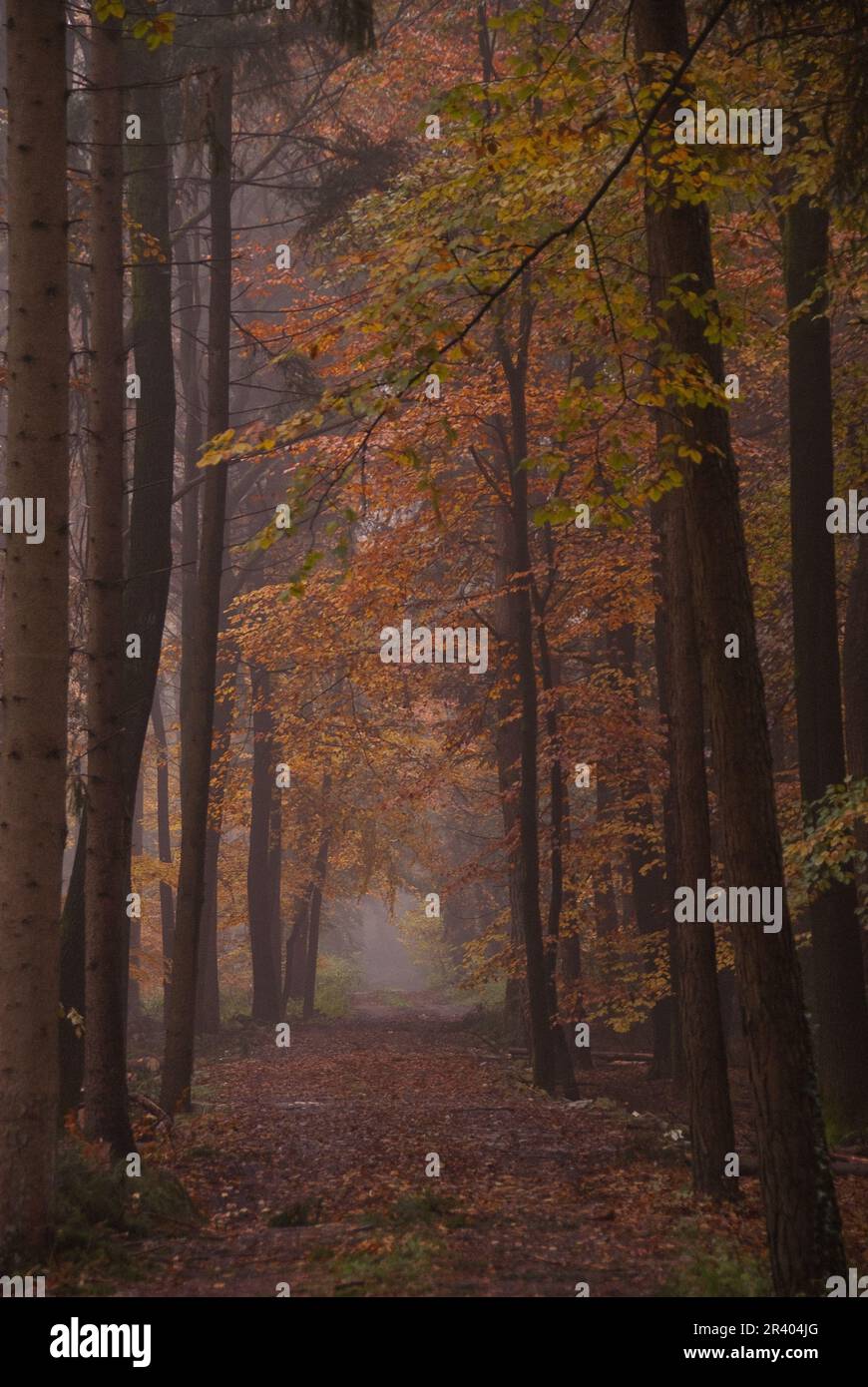 Autumn in the forest Stock Photo - Alamy