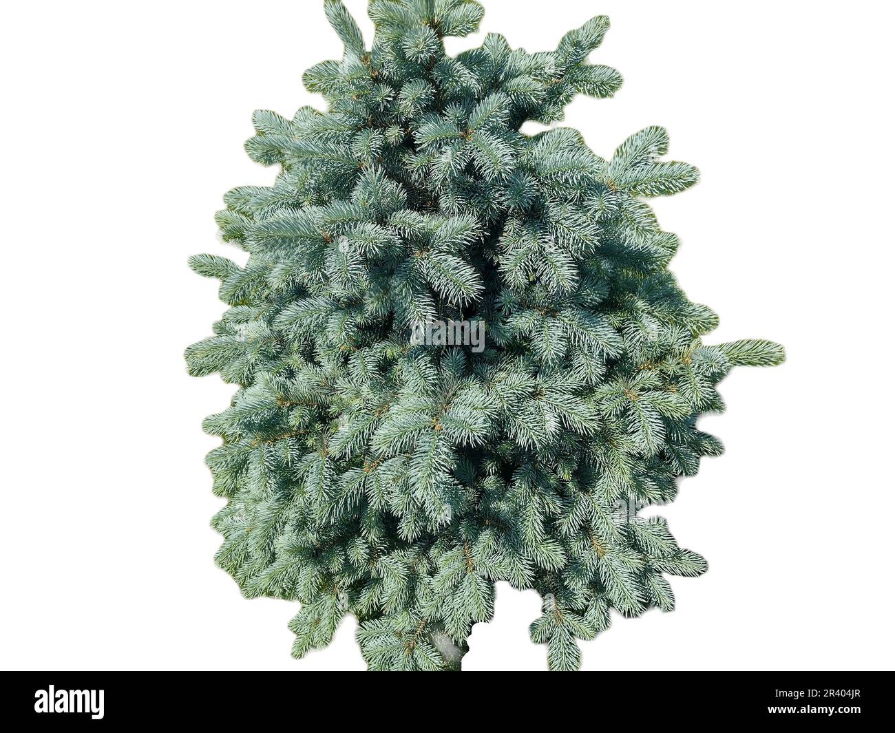 Little Colorado blue spruce isolated on white. Picea pungens Stock Photo