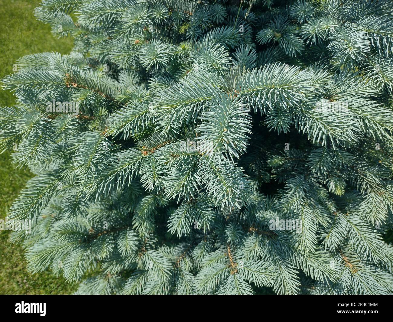 Little Colorado blue spruce. Picea pungens Stock Photo