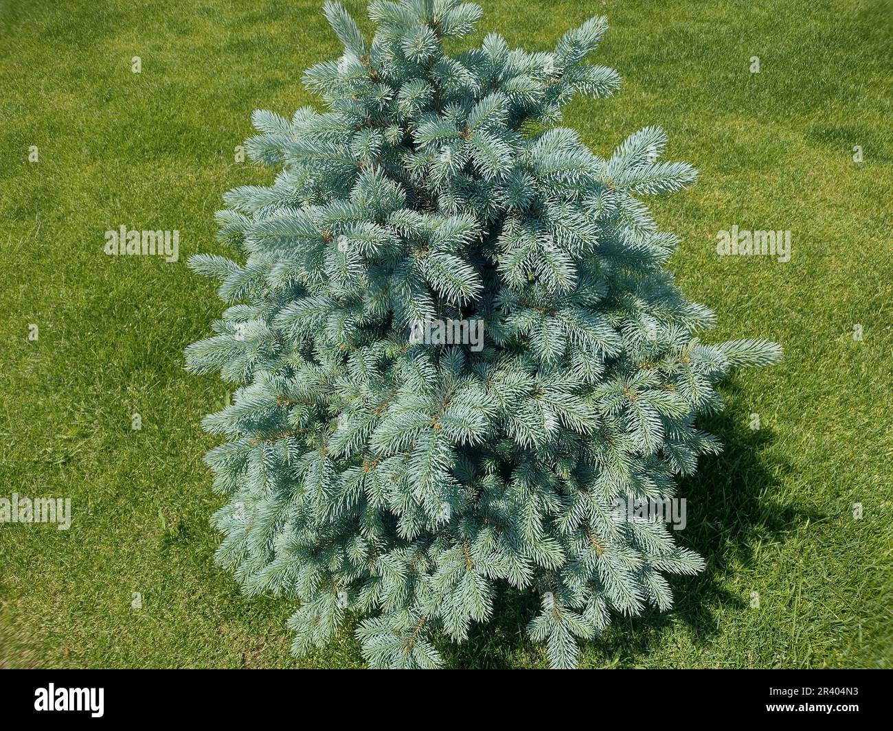 Little Colorado blue spruce. Picea pungens Stock Photo