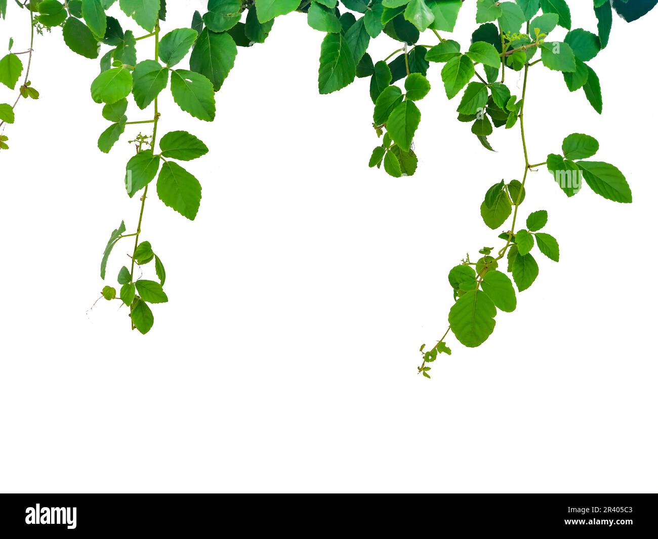 green leaves isolated on white Stock Photo - Alamy