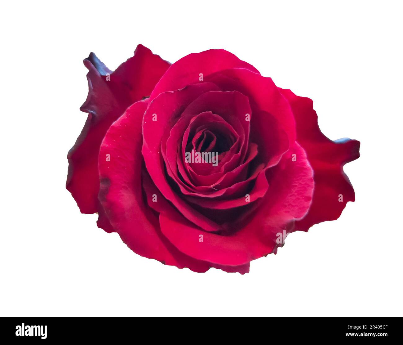 red rose isolated background,clippings paths Stock Photo