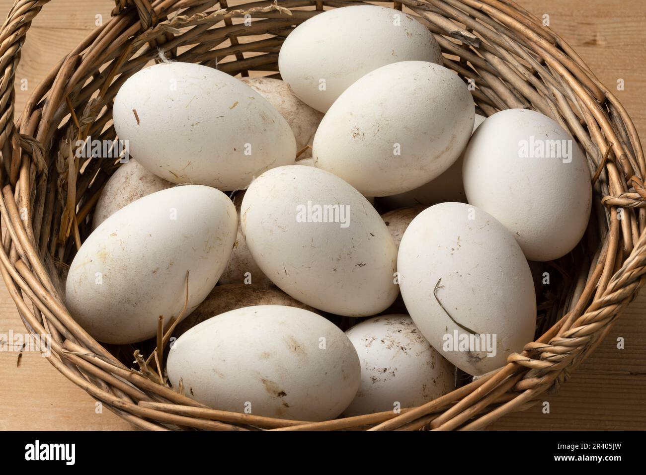 Basket with fresh picked white large goose eggs close up Stock Photo