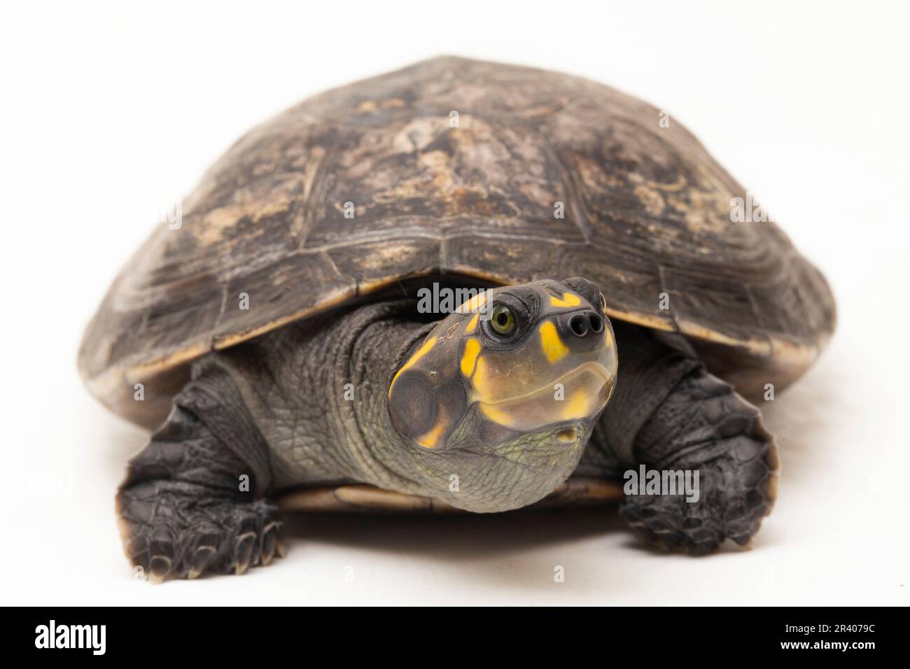 Yellow spotted amazon river turtles hi-res stock photography and images ...
