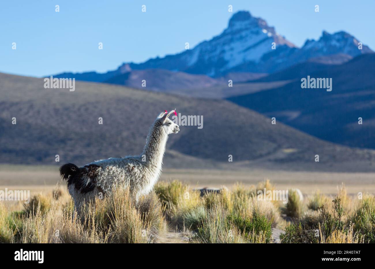 Llama in remote area of Bolivia Stock Photo