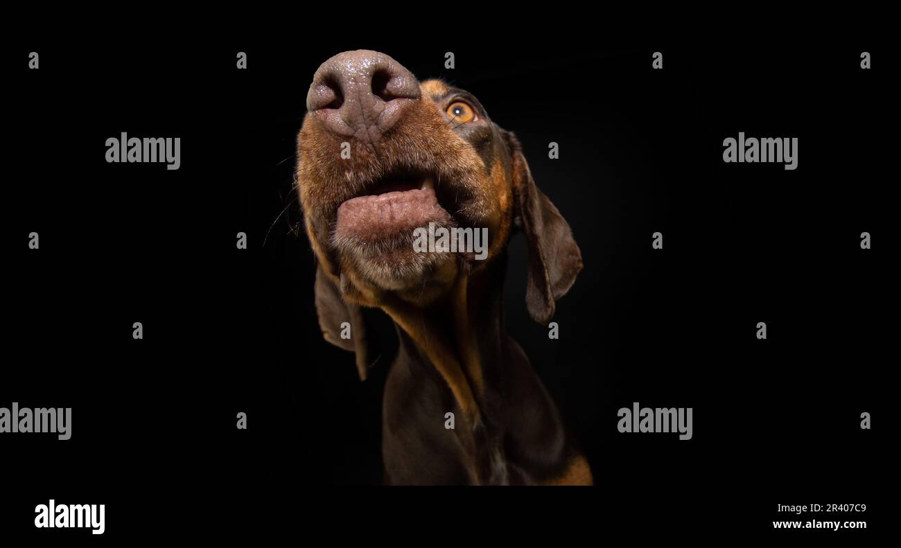 Portrait doberman pincher dog close-up begging food. Isolated on black background Stock Photo
