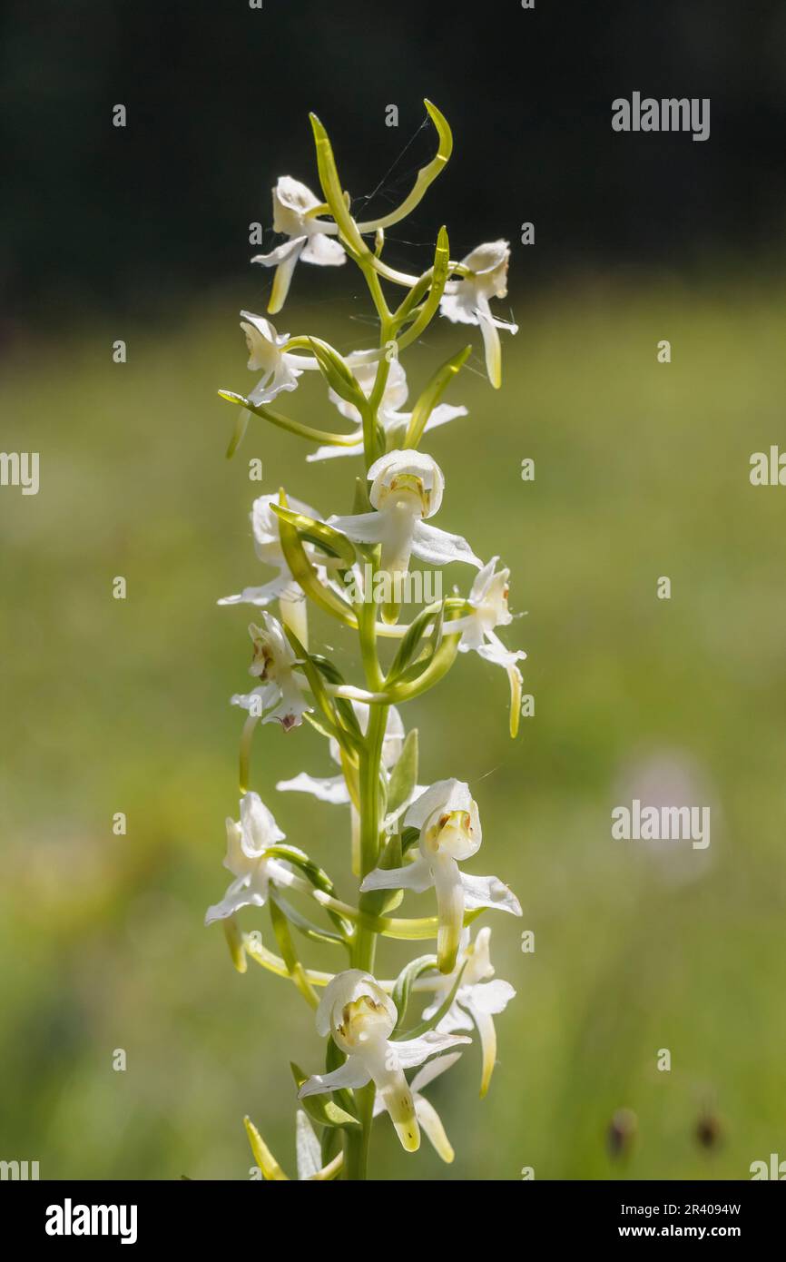 Platanthera chlorantha, known as Greater butterfly-orchid, Greater butterfly orchid Stock Photo