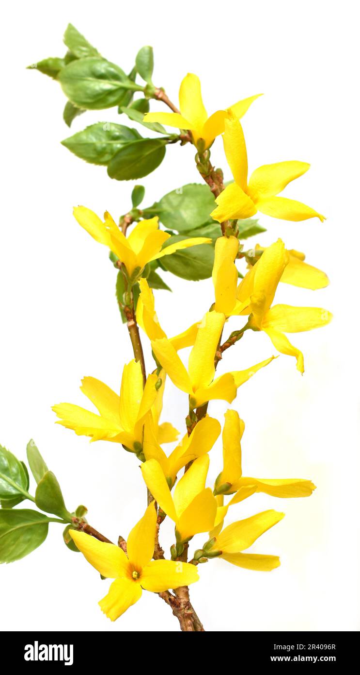 Yellow forsythia shrub flowers isolated on white background Stock Photo