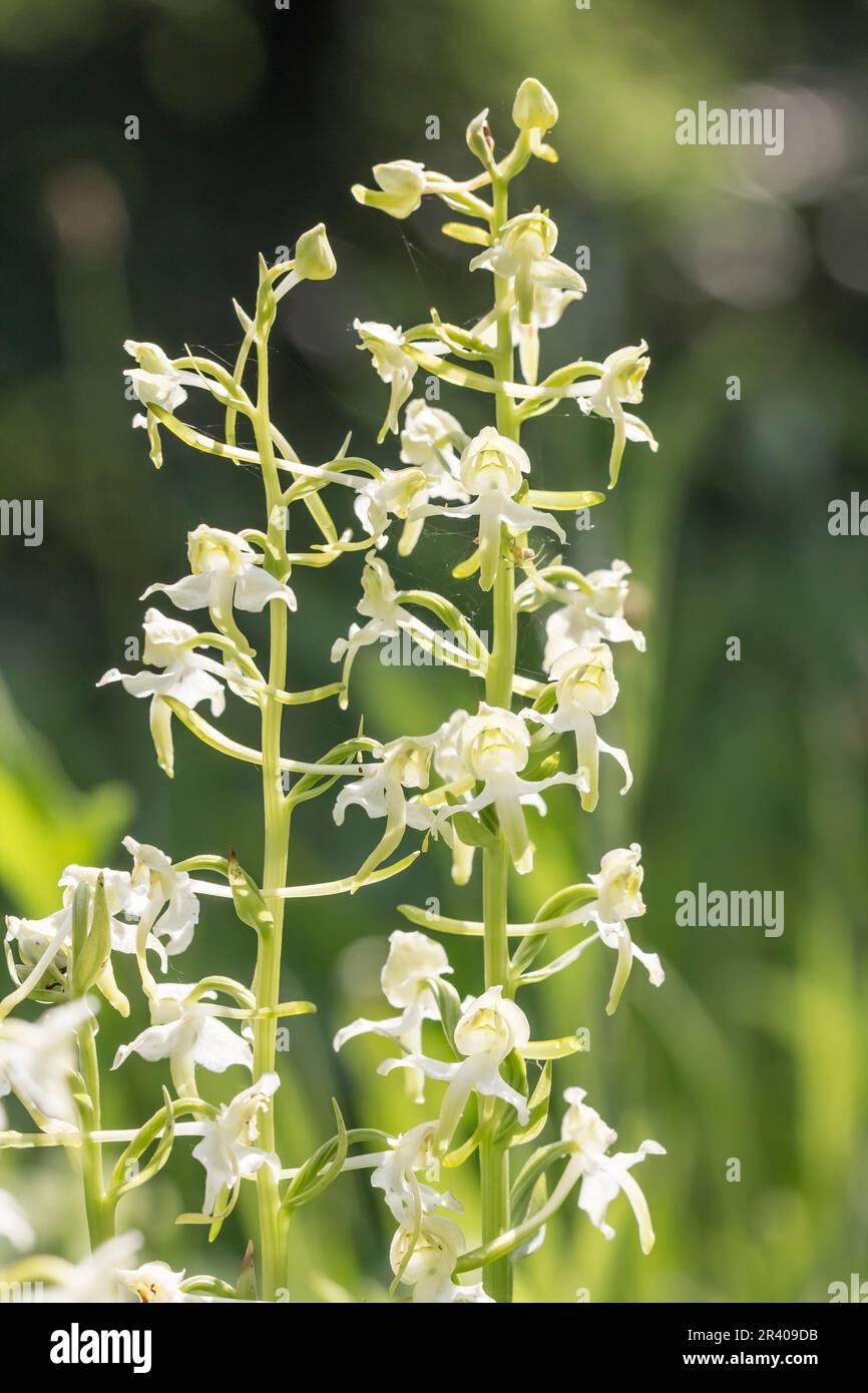 Platanthera chlorantha, known as Greater butterfly-orchid, Greater butterfly orchid Stock Photo