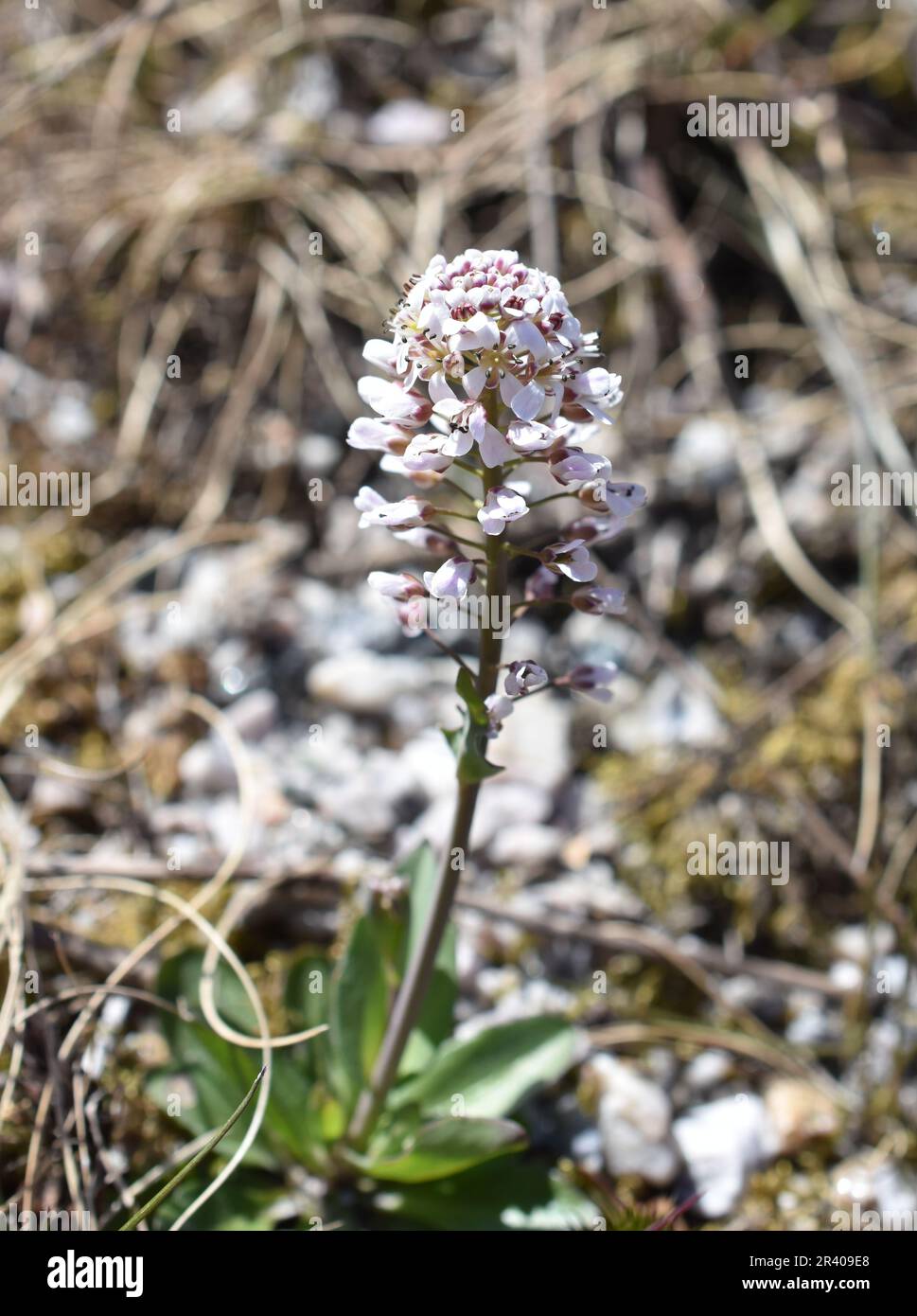 Alpine Penny-cress Noccaea caerulescens early spring flower Stock Photo