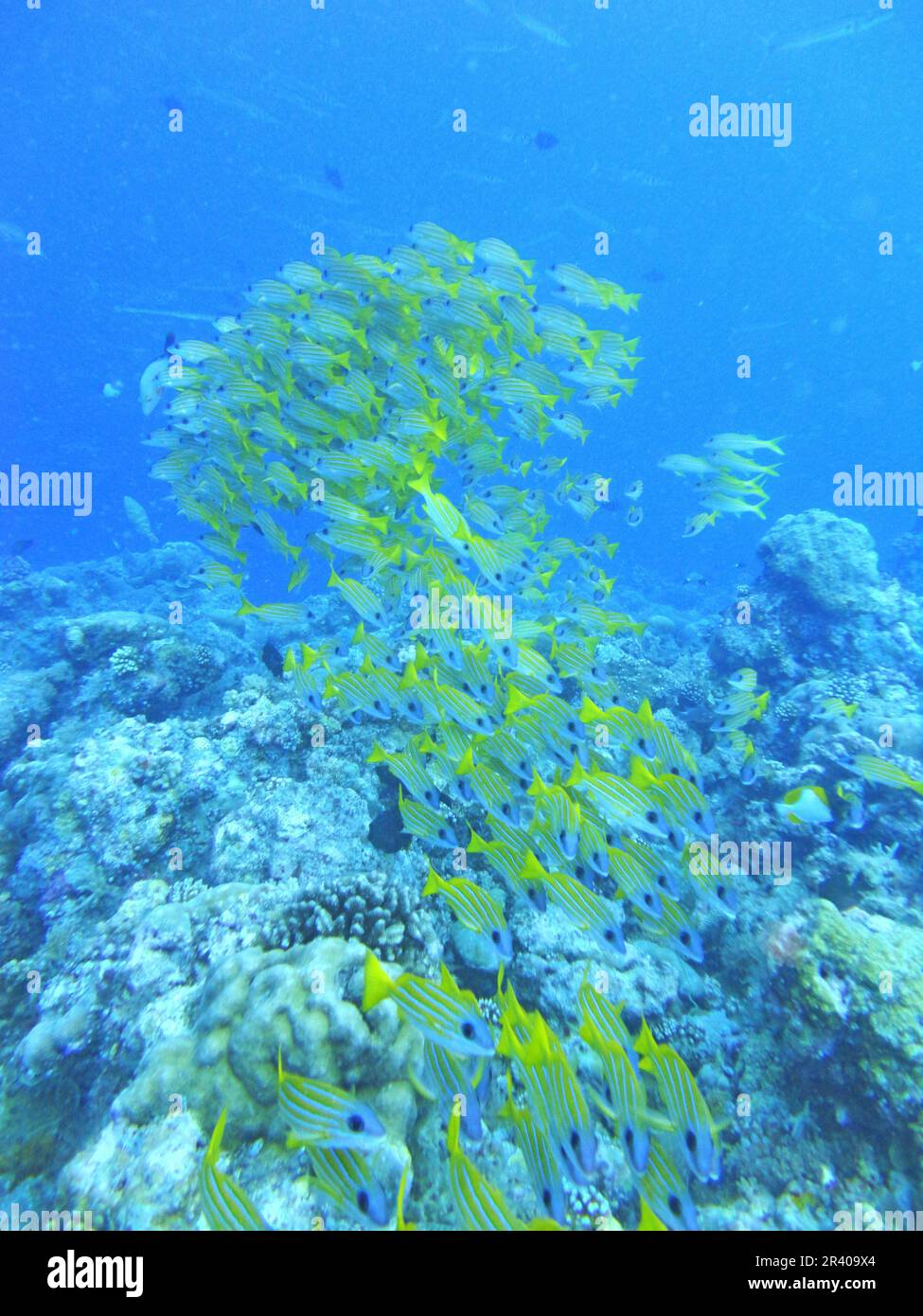 Image of a large school of yellow snapper in a coral reef on Palau during the daytime Stock Photo