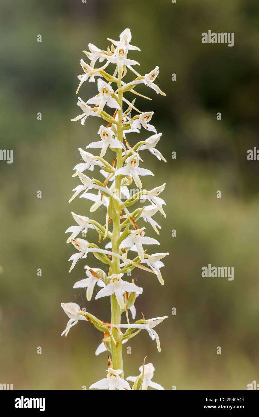 Platanthera bifolia, Zweiblättrige Waldhyazinthe, Weiße Waldhyazinthe, Weiß-Waldhyazinthe - Platanthera bifolia, lesser butterfly-orchid Stock Photo
