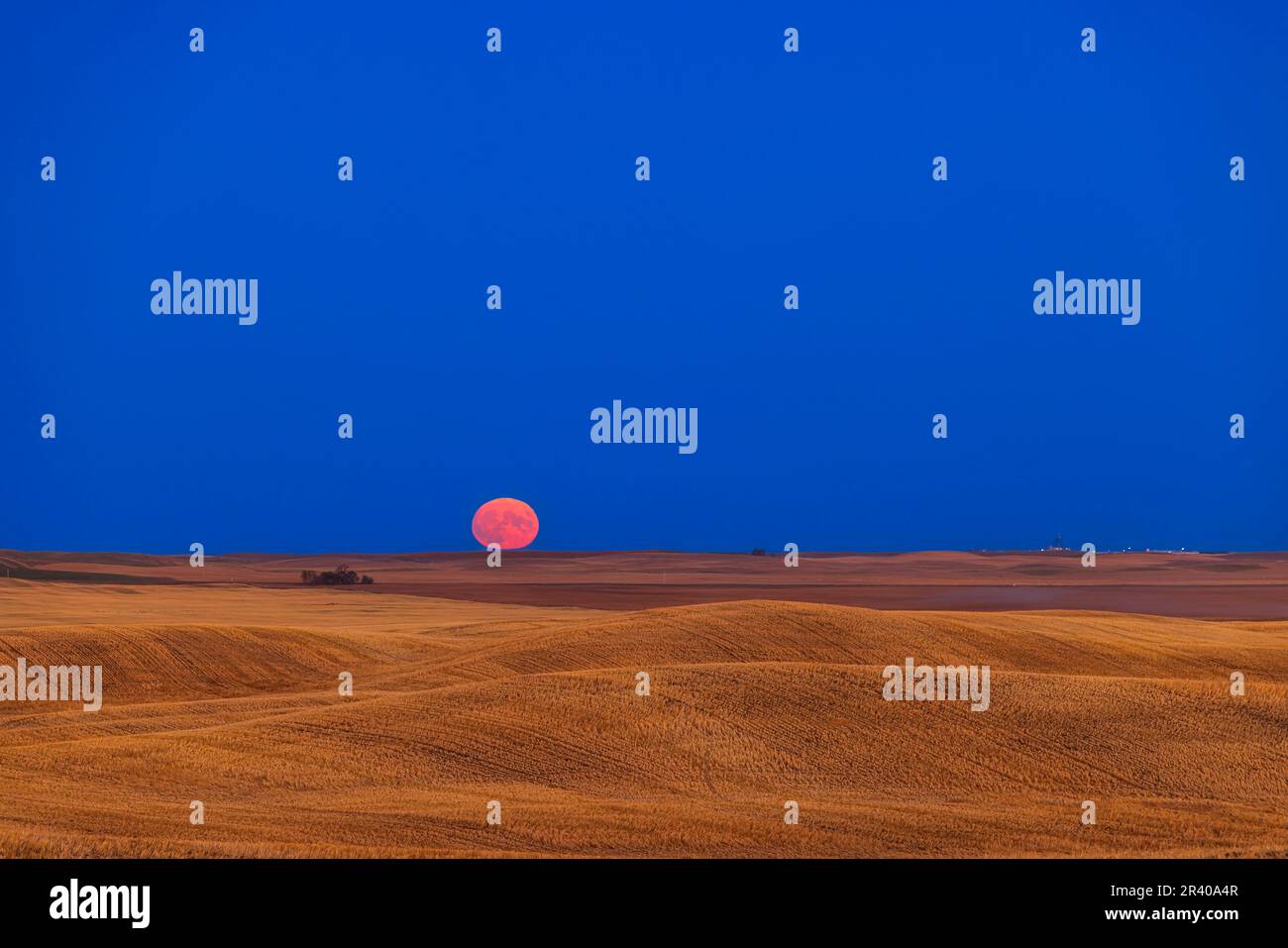 Rising of the Harvest Moon over a rolling harvested prairie field in
