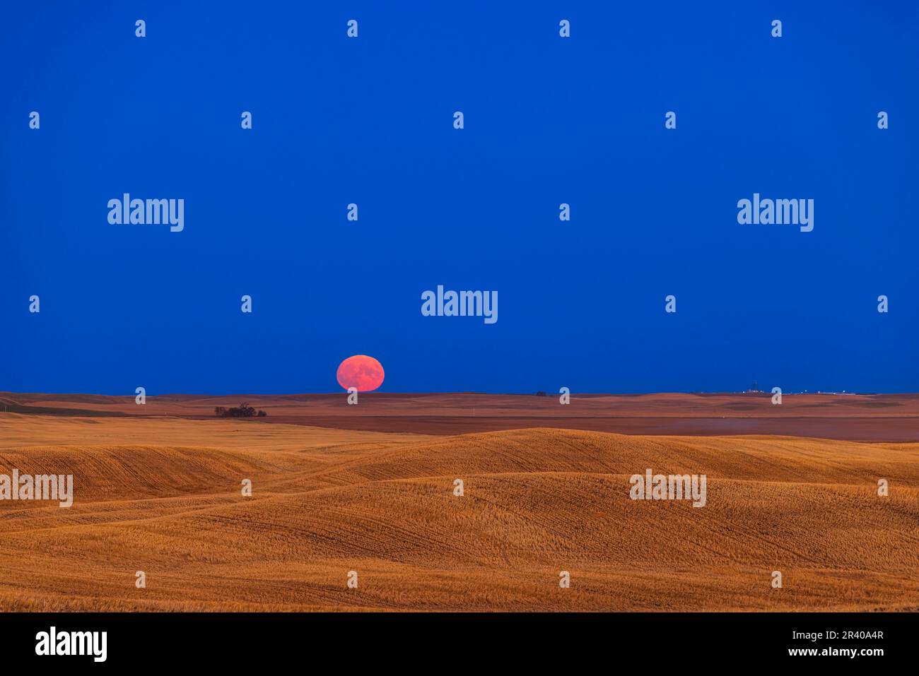 Rising of the Harvest Moon over a rolling harvested prairie field in southern Alberta, Canada. Stock Photo