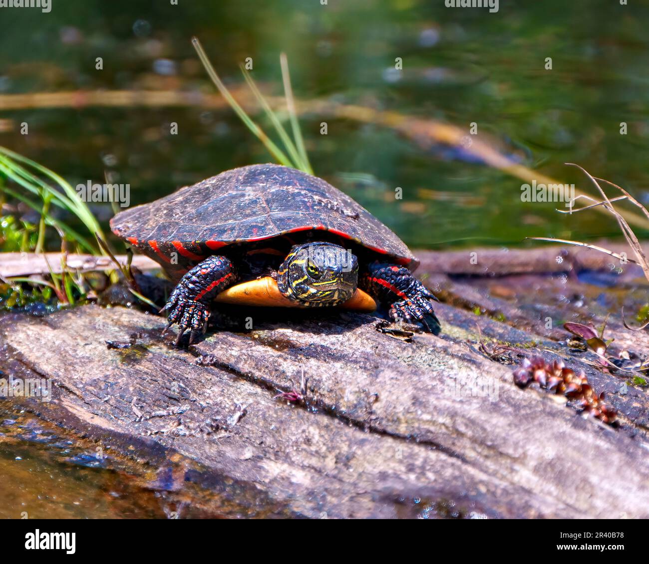 Painted turtle front view resting on a log in the swamp with vegetation