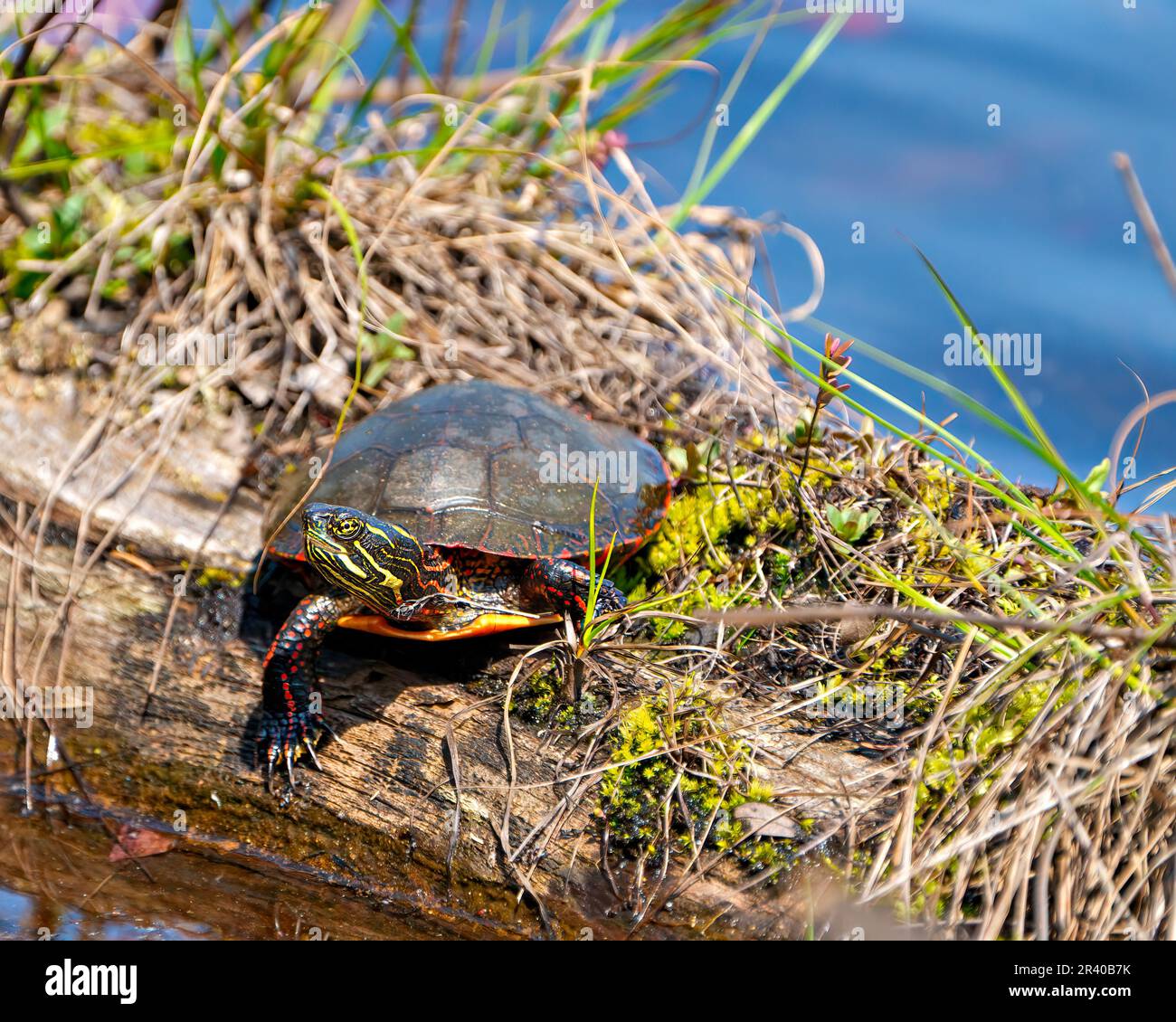 Painted turtle resting on a log with vegetation and moss with a