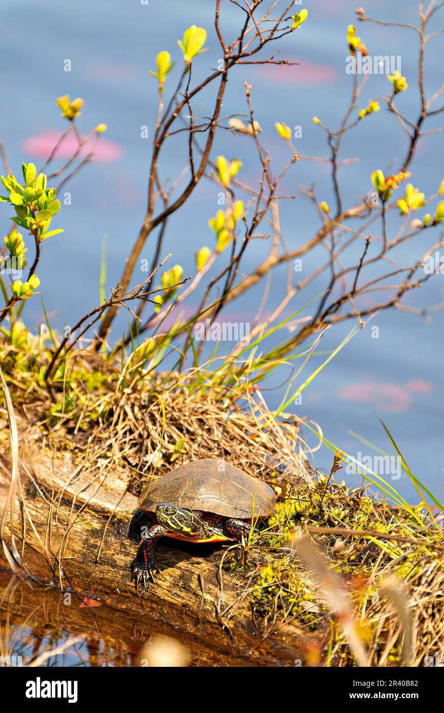Painted turtle resting on a log in the water with water and vegetation